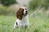 SPRINGER SPANIEL 081